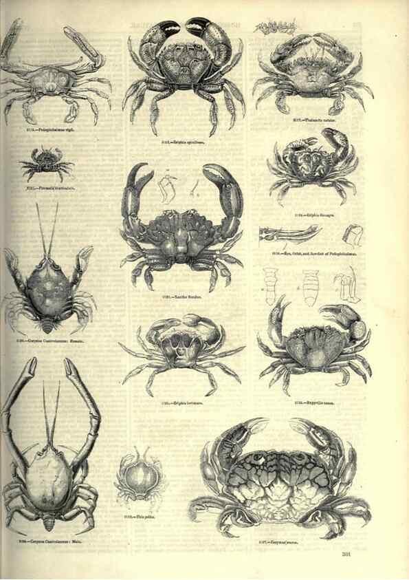 Reproducción/Reproduction 7740123780: The pictorial museum of animated nature .... London :C. Cox,[1844?]