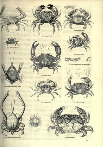Reproducción/Reproduction 7740123780: The pictorial museum of animated nature .... London :C. Cox,[1844?]