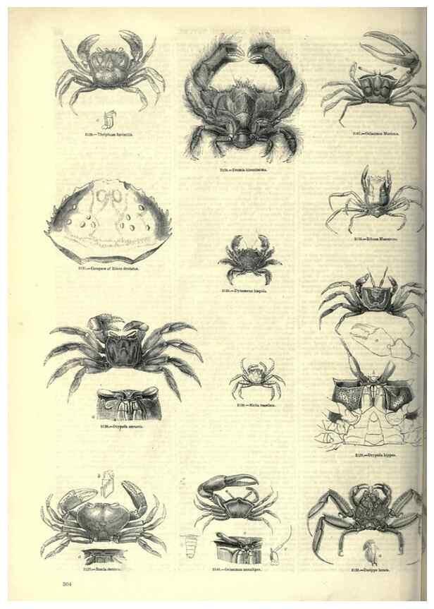 Reproducción/Reproduction 7740124804: The pictorial museum of animated nature .... London :C. Cox,[1844?]