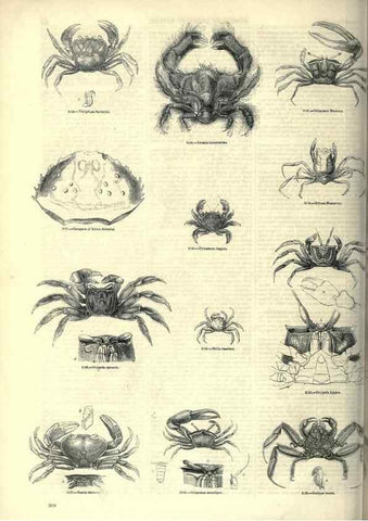 Reproducción/Reproduction 7740124804: The pictorial museum of animated nature .... London :C. Cox,[1844?]