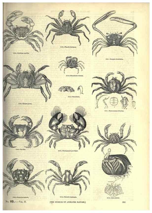Reproducción/Reproduction 7740125716: The pictorial museum of animated nature .... London :C. Cox,[1844?]
