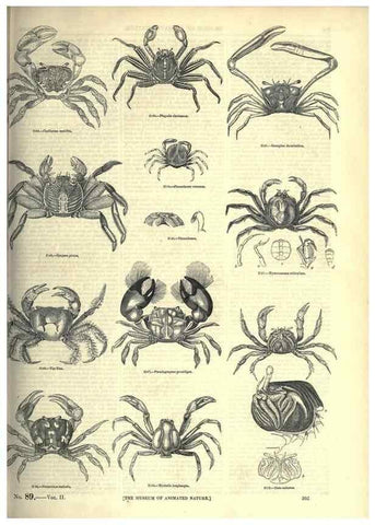 Reproducción/Reproduction 7740125716: The pictorial museum of animated nature .... London :C. Cox,[1844?]