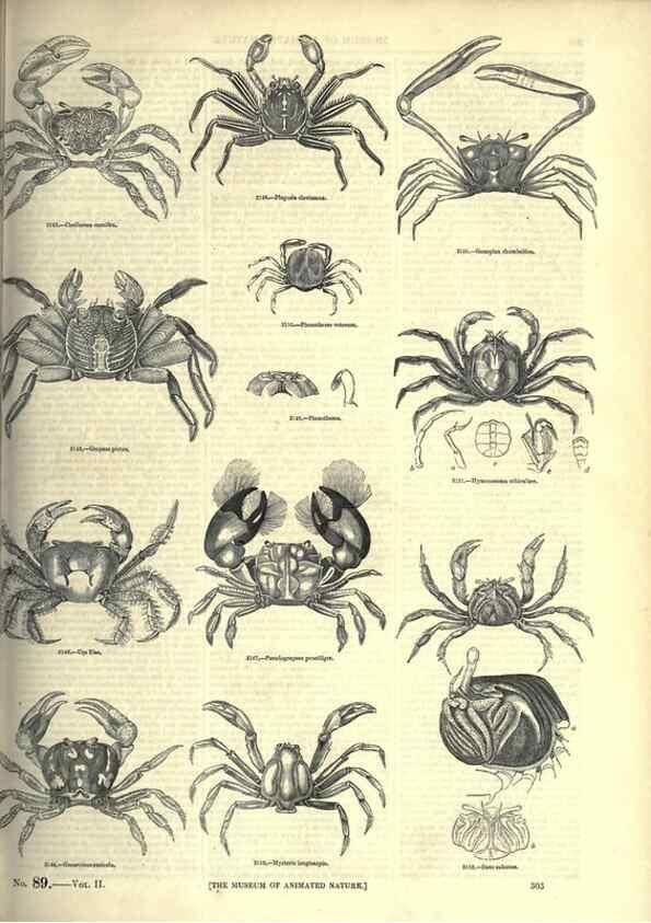 Reproducción/Reproduction 7740125716: The pictorial museum of animated nature .... London :C. Cox,[1844?]
