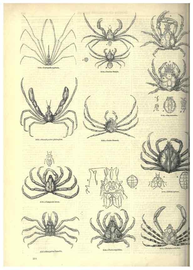 Reproducción/Reproduction 7740126684: The pictorial museum of animated nature .... London :C. Cox,[1844?]