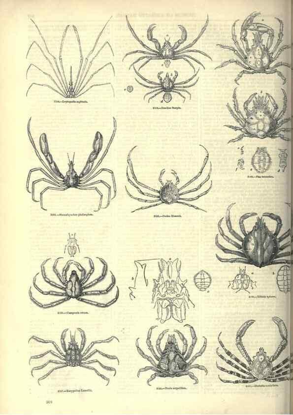 Reproducción/Reproduction 7740126684: The pictorial museum of animated nature .... London :C. Cox,[1844?]