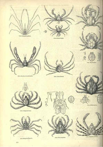 Reproducción/Reproduction 7740126684: The pictorial museum of animated nature .... London :C. Cox,[1844?]