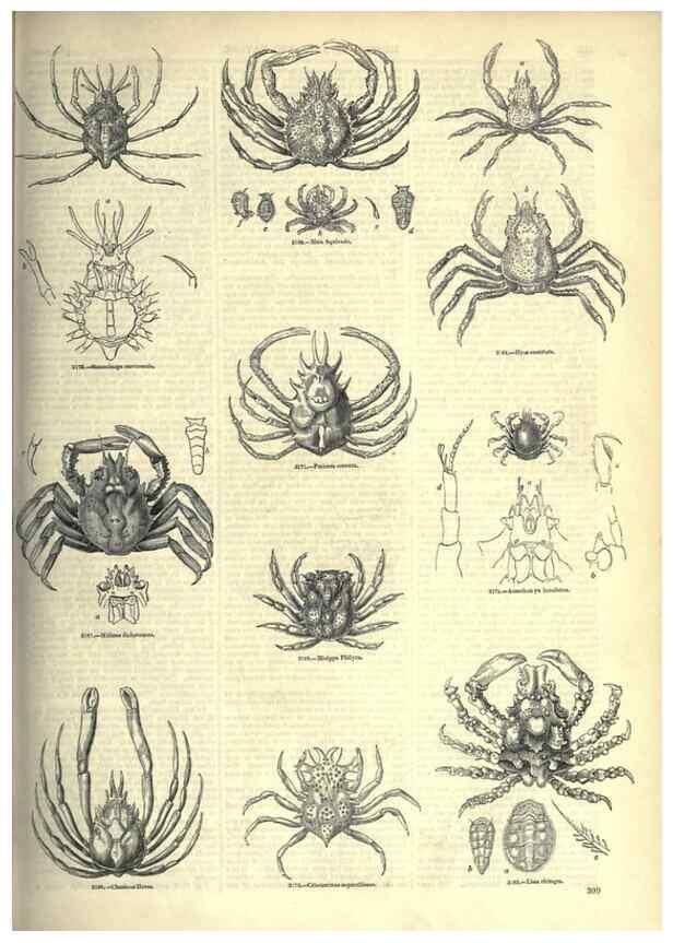 Reproducción/Reproduction 7740127704: The pictorial museum of animated nature .... London :C. Cox,[1844?]