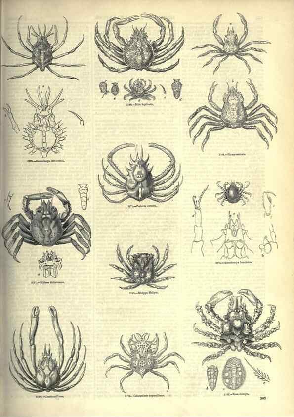 Reproducción/Reproduction 7740127704: The pictorial museum of animated nature .... London :C. Cox,[1844?]