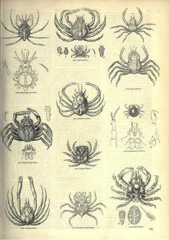 Reproducción/Reproduction 7740127704: The pictorial museum of animated nature .... London :C. Cox,[1844?]