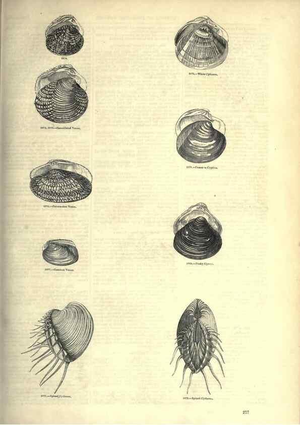 Reproducción/Reproduction 7740110848: The pictorial museum of animated nature .... London :C. Cox,[1844?]