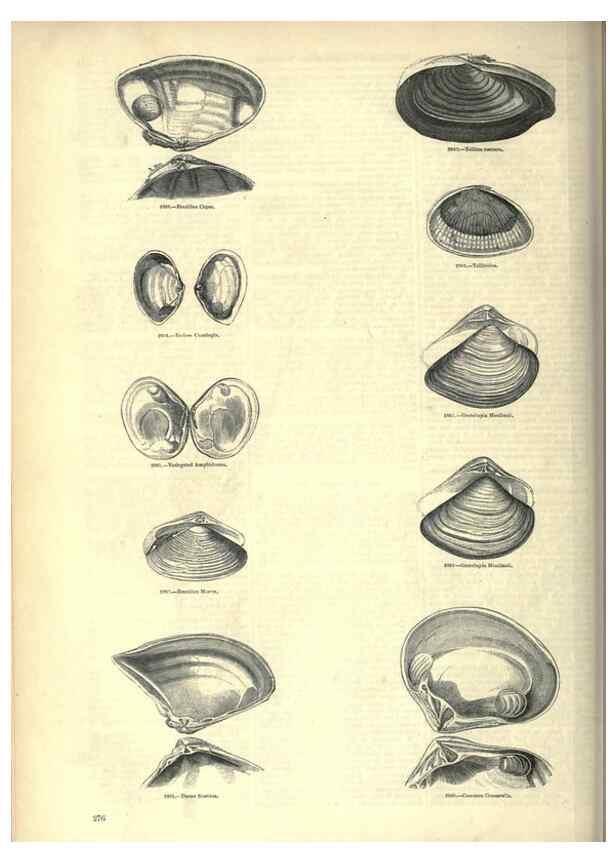 Reproducción/Reproduction 7740109790: The pictorial museum of animated nature .... London :C. Cox,[1844?]