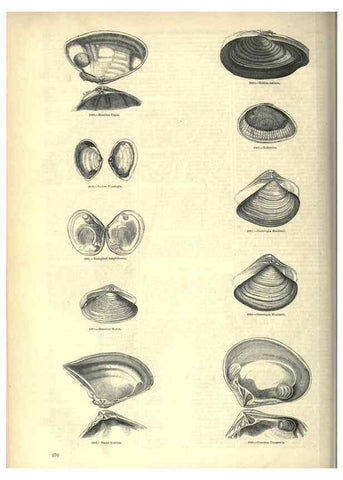 Reproducción/Reproduction 7740109790: The pictorial museum of animated nature .... London :C. Cox,[1844?]