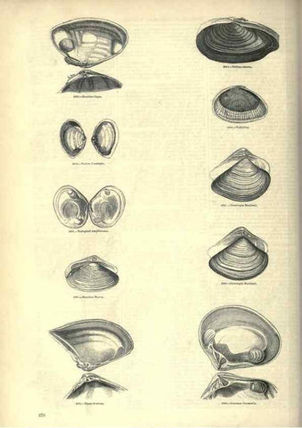 Reproducción/Reproduction 7740109790: The pictorial museum of animated nature .... London :C. Cox,[1844?]