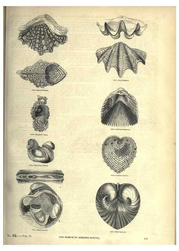 Reproducción/Reproduction 7740108708: The pictorial museum of animated nature .... London :C. Cox,[1844?]