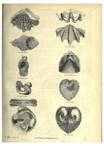 Reproducción/Reproduction 7740108708: The pictorial museum of animated nature .... London :C. Cox,[1844?]