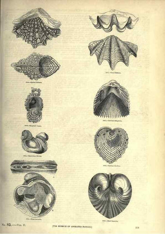 Reproducción/Reproduction 7740108708: The pictorial museum of animated nature .... London :C. Cox,[1844?]