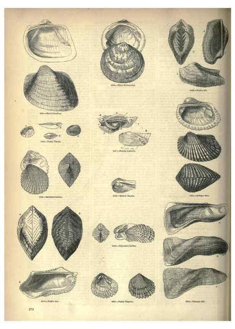 Reproducción/Reproduction 7740107562: The pictorial museum of animated nature .... London :C. Cox,[1844?]