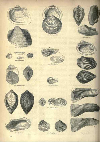 Reproducción/Reproduction 7740107562: The pictorial museum of animated nature .... London :C. Cox,[1844?]