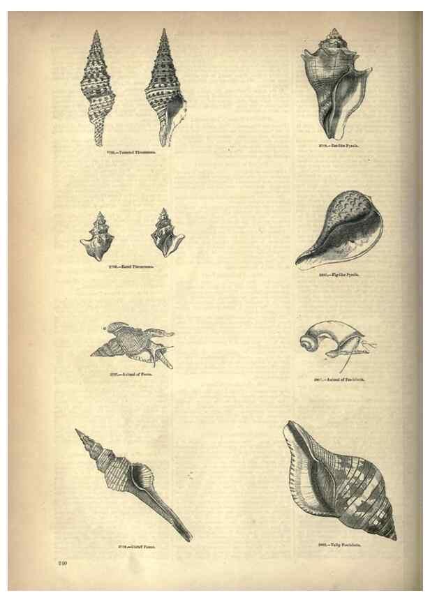 Reproducción/Reproduction 7740089706: The pictorial museum of animated nature .... London :C. Cox,[1844?]