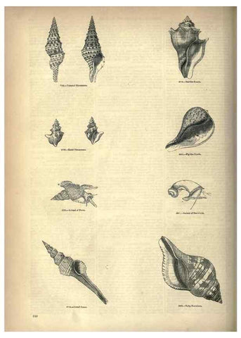 Reproducción/Reproduction 7740089706: The pictorial museum of animated nature .... London :C. Cox,[1844?]