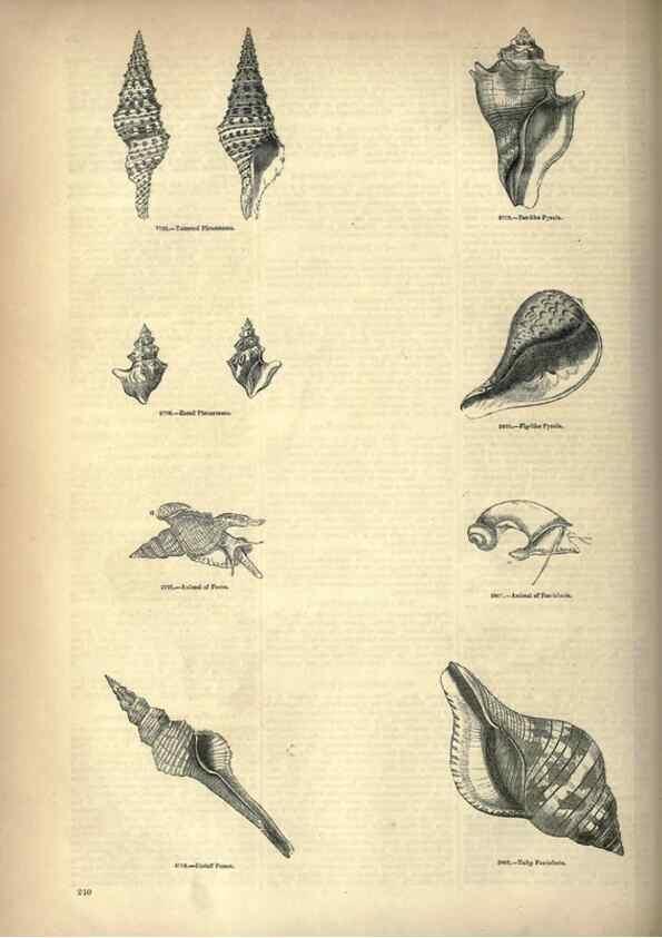 Reproducción/Reproduction 7740089706: The pictorial museum of animated nature .... London :C. Cox,[1844?]