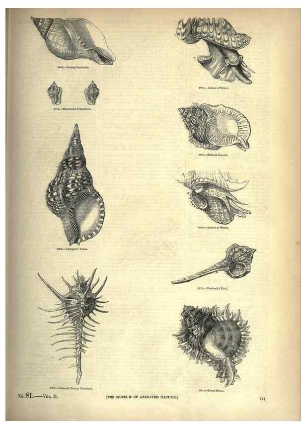 Reproducción/Reproduction 7740090908: The pictorial museum of animated nature .... London :C. Cox,[1844?]