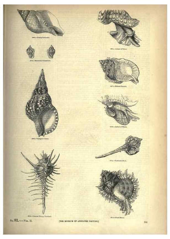 Reproducción/Reproduction 7740090908: The pictorial museum of animated nature .... London :C. Cox,[1844?]