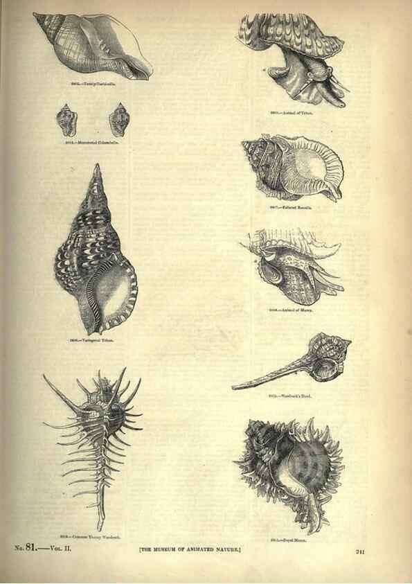 Reproducción/Reproduction 7740090908: The pictorial museum of animated nature .... London :C. Cox,[1844?]