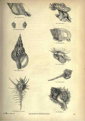 Reproducción/Reproduction 7740090908: The pictorial museum of animated nature .... London :C. Cox,[1844?]