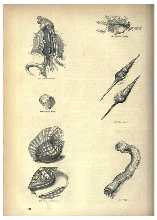 Reproducción/Reproduction 7740092600: The pictorial museum of animated nature .... London :C. Cox,[1844?]
