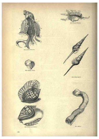 Reproducción/Reproduction 7740092600: The pictorial museum of animated nature .... London :C. Cox,[1844?]
