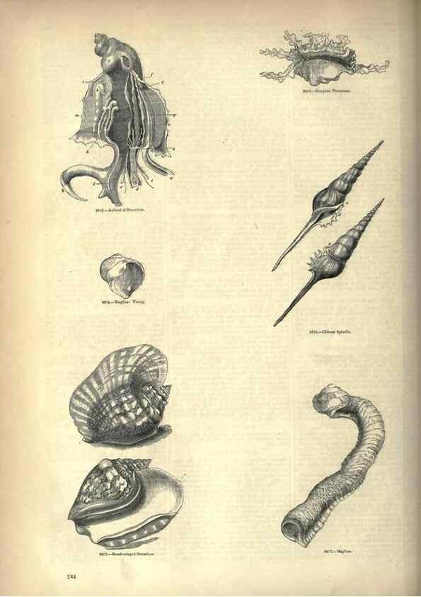 Reproducción/Reproduction 7740092600: The pictorial museum of animated nature .... London :C. Cox,[1844?]