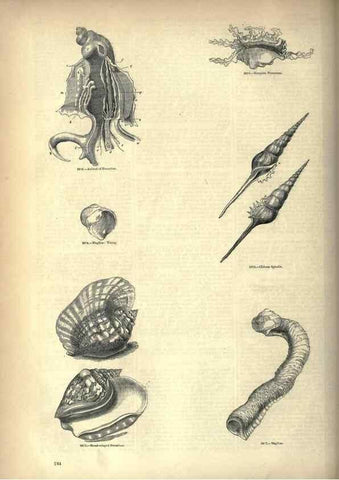 Reproducción/Reproduction 7740092600: The pictorial museum of animated nature .... London :C. Cox,[1844?]