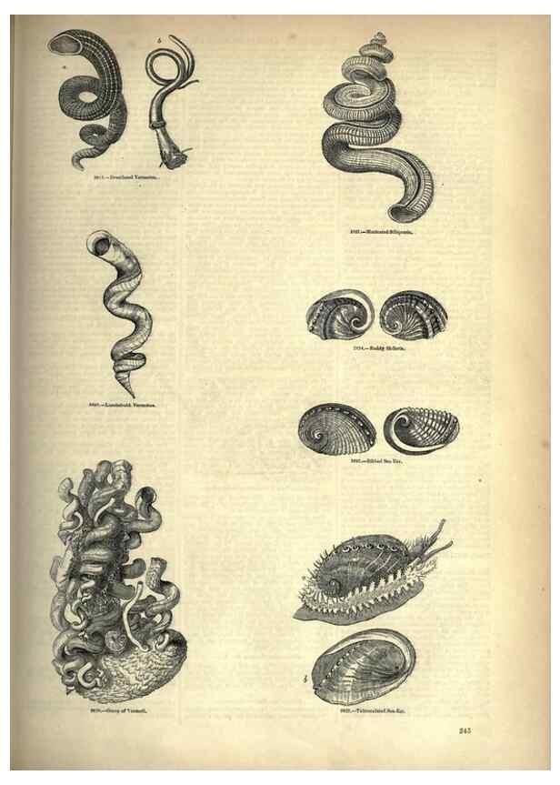 Reproducción/Reproduction 7740093770: The pictorial museum of animated nature .... London :C. Cox,[1844?]