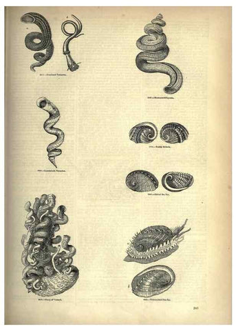 Reproducción/Reproduction 7740093770: The pictorial museum of animated nature .... London :C. Cox,[1844?]