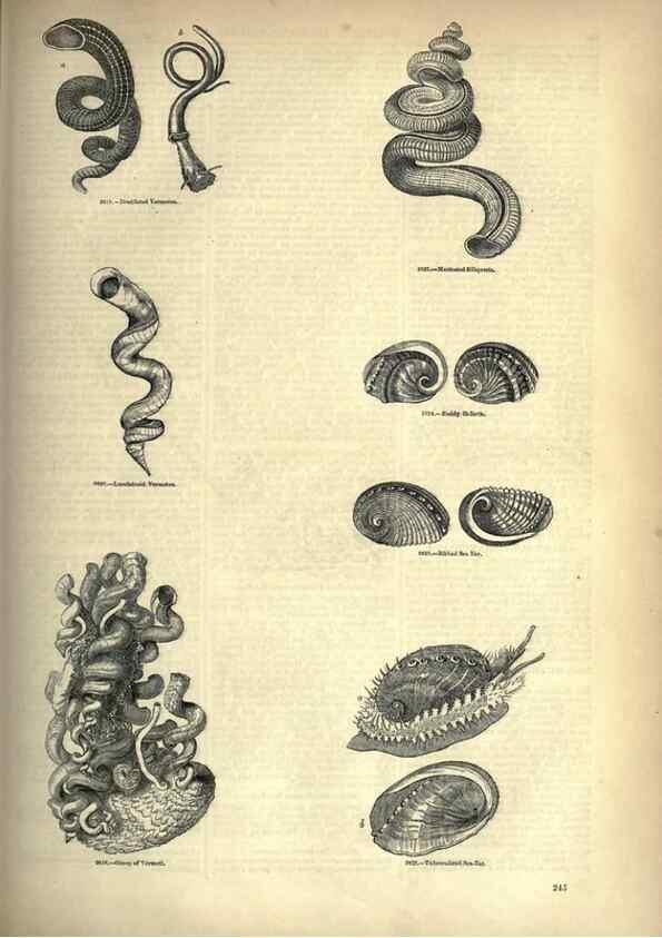 Reproducción/Reproduction 7740093770: The pictorial museum of animated nature .... London :C. Cox,[1844?]