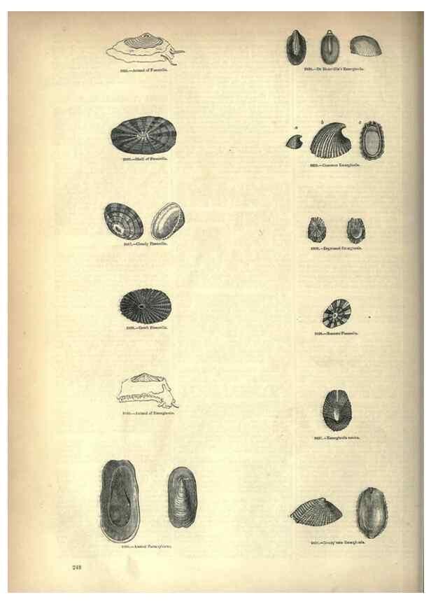 Reproducción/Reproduction 7740094662: The pictorial museum of animated nature .... London :C. Cox,[1844?]