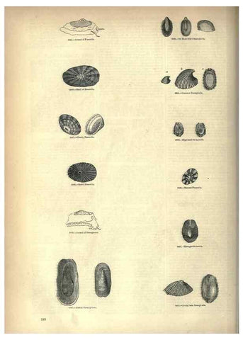 Reproducción/Reproduction 7740094662: The pictorial museum of animated nature .... London :C. Cox,[1844?]