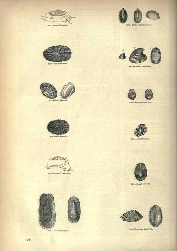 Reproducción/Reproduction 7740094662: The pictorial museum of animated nature .... London :C. Cox,[1844?]