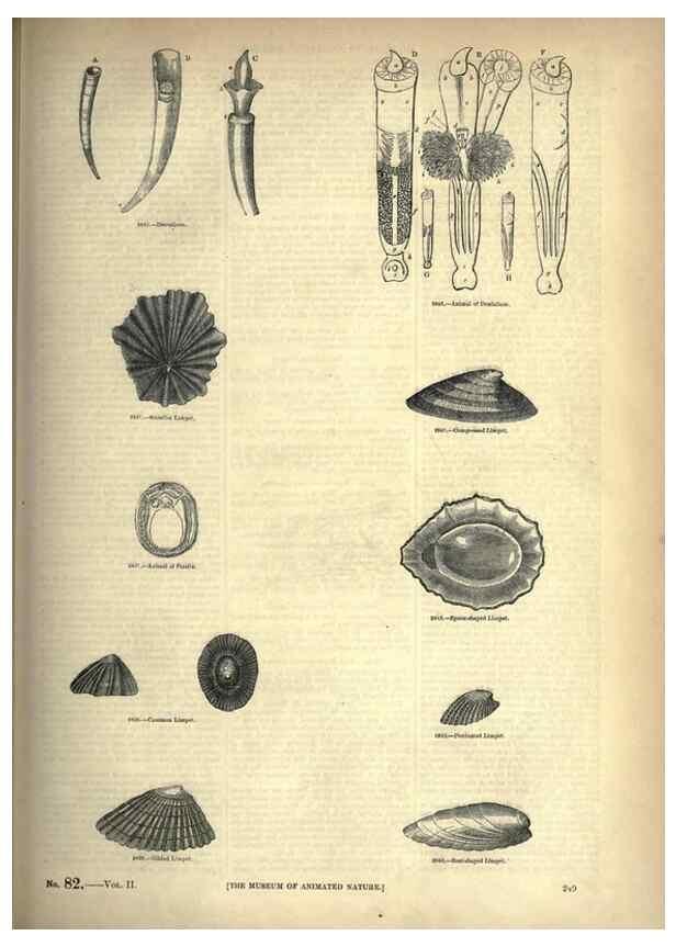 Reproducción/Reproduction 7740095614: The pictorial museum of animated nature .... London :C. Cox,[1844?]