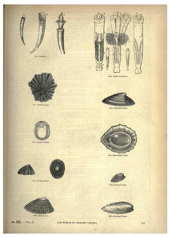 Reproducción/Reproduction 7740095614: The pictorial museum of animated nature .... London :C. Cox,[1844?]