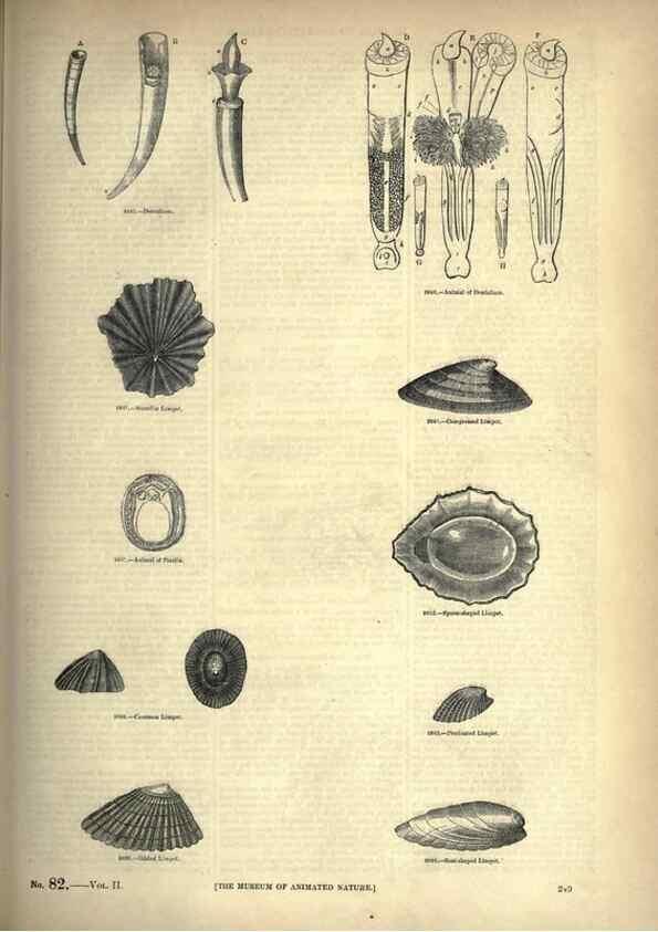 Reproducción/Reproduction 7740095614: The pictorial museum of animated nature .... London :C. Cox,[1844?]