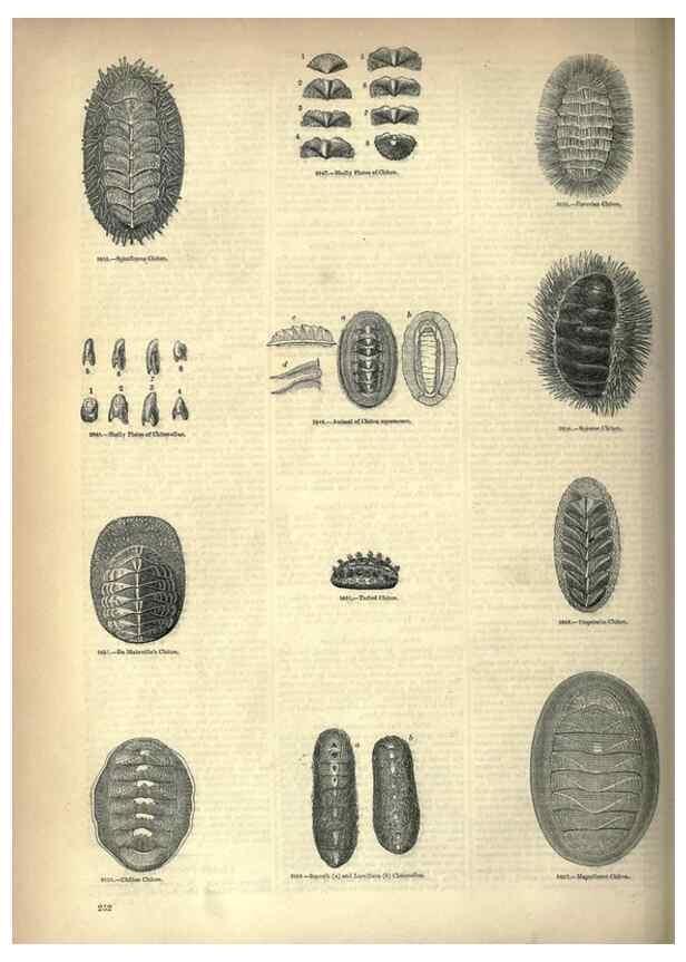 Reproducción/Reproduction 7740096762: The pictorial museum of animated nature .... London :C. Cox,[1844?]