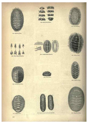 Reproducción/Reproduction 7740096762: The pictorial museum of animated nature .... London :C. Cox,[1844?]