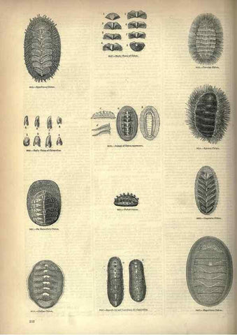 Reproducción/Reproduction 7740096762: The pictorial museum of animated nature .... London :C. Cox,[1844?]