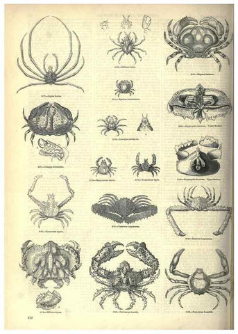 Reproducción/Reproduction 7740128780: The pictorial museum of animated nature .... London :C. Cox,[1844?]