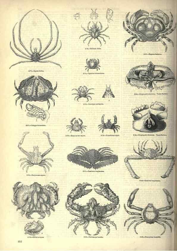 Reproducción/Reproduction 7740128780: The pictorial museum of animated nature .... London :C. Cox,[1844?]
