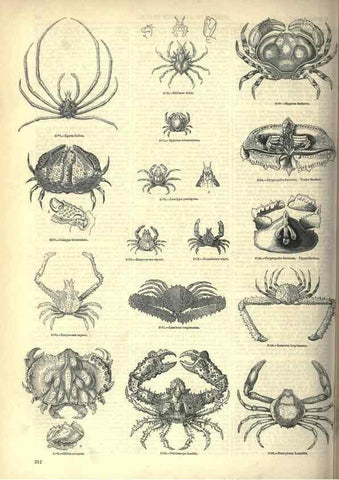 Reproducción/Reproduction 7740128780: The pictorial museum of animated nature .... London :C. Cox,[1844?]