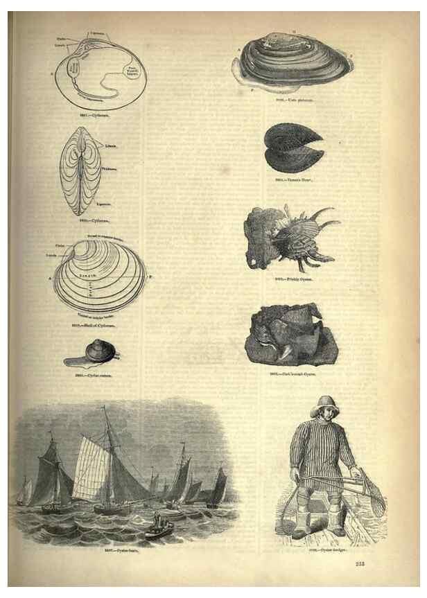 Reproducción/Reproduction 7740098092: The pictorial museum of animated nature .... London :C. Cox,[1844?]