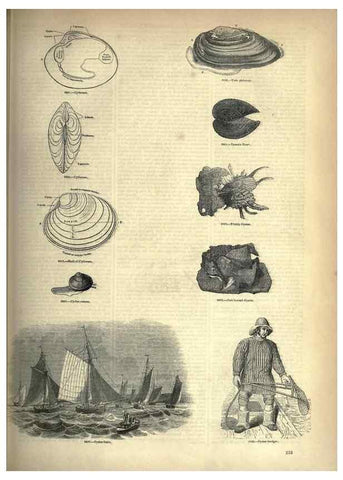 Reproducción/Reproduction 7740098092: The pictorial museum of animated nature .... London :C. Cox,[1844?]
